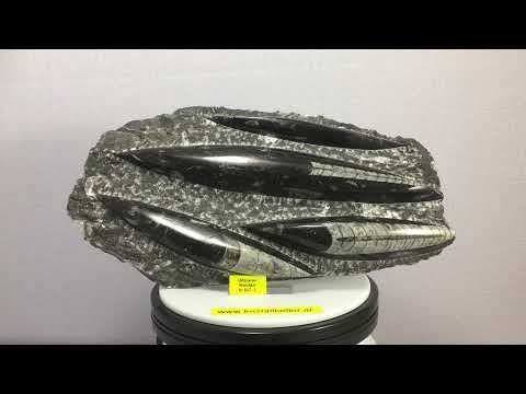 Orthoceras -Fossilienplatte aus Marokko