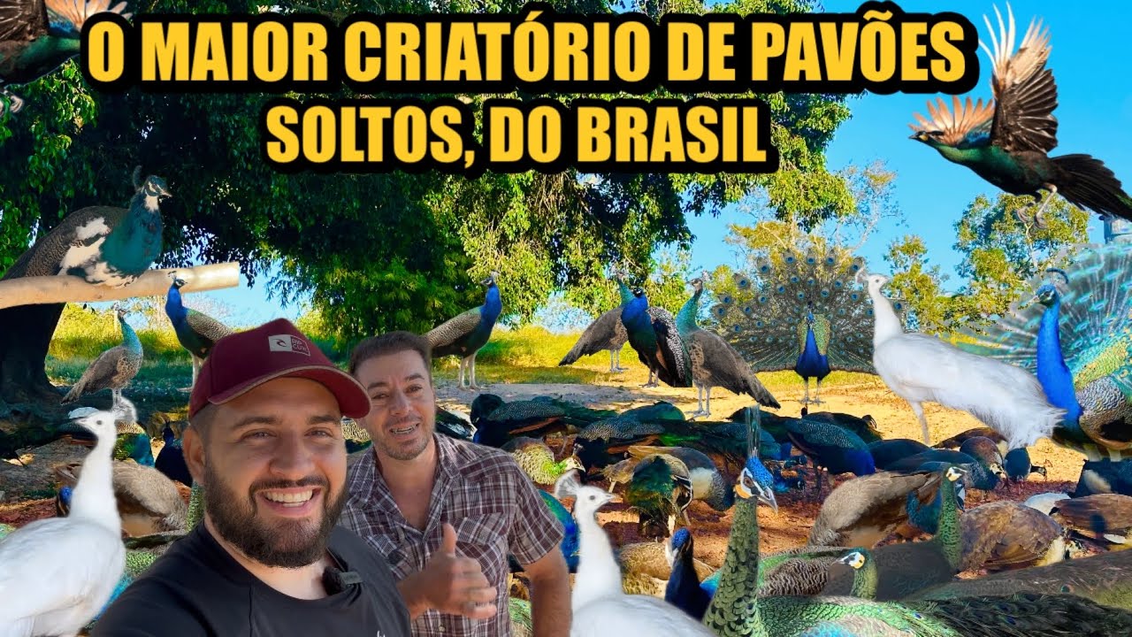 130 PAVÕES | VISITEI O SÍTIO MAIS LINDO DO MUNDO -  34 98851 7012
