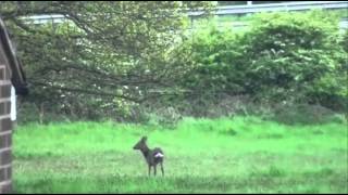 Two Deer.wmv