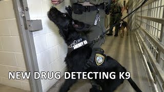 Meet Gregor: The new drug detecting K9 enhancing safety in Clackamas County