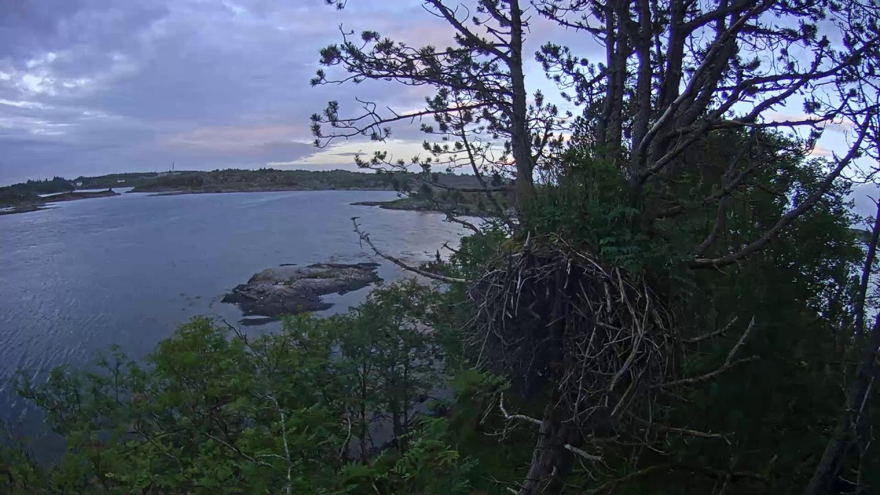 Live webcam view of Baron Blue White-Tailed Eagle Nest
