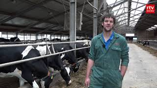 Minder koeien in Nederland: 'We melken nu drie keer per dag'