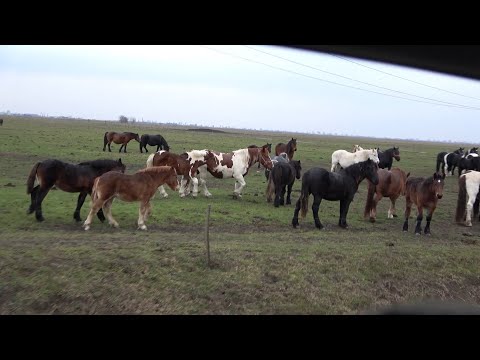 Calatorie prin Romania cu Stelica, Claudiu si Gabi - 2020 Nou!!!