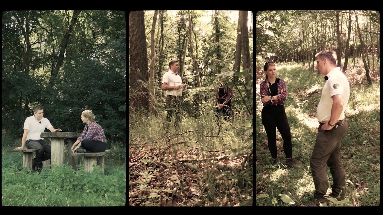 🌳🌱Jól nevelt erdők a Vérteserdőnél #erdőmánia #vérteserdő