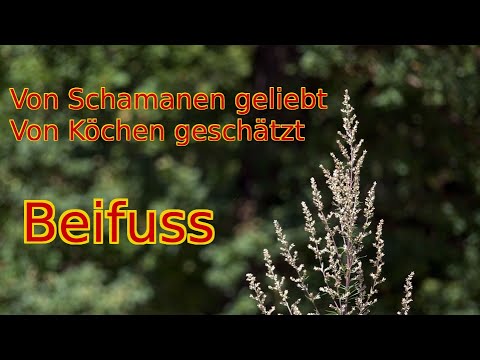 Von Schamanen geliebt, von Köchen geschätzt