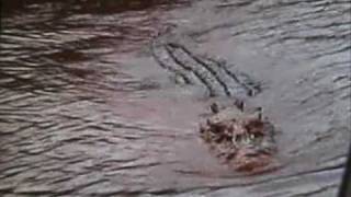 preview picture of video 'Jumping croc's of the Adelaide River'