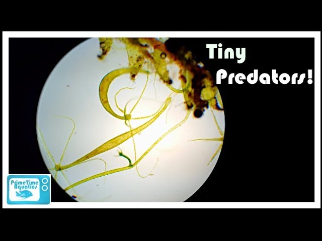 YouTube video preview