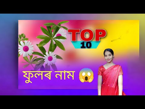 TOP 10 FLOWERS of the World- Names of 100Different Types of Flowers TULIKA DEKA