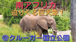 【南アフリカ】クルーガー国立公園　圧巻！迫りくる象の大群
