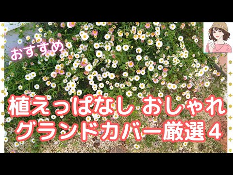 グランドカバー植物トップ 10: 庭にスタイリッシュなカーペットを敷きましょう!  庭園