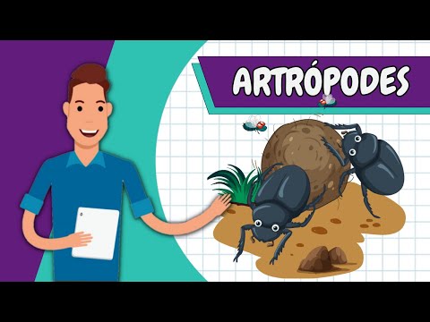Resumo - ARTRÓPODES