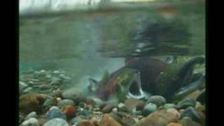 preview picture of video 'Sockeye salmon spawning act'