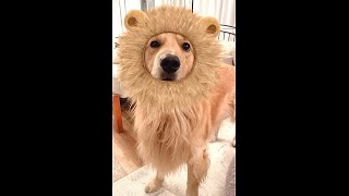 - 3匹がコスプレしたら可愛すぎて大変😂😂😂