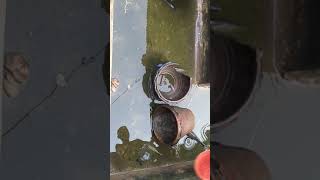 วิดบ่อปลาดุก รร.บ้านโป่ง งานปัจฉิม2561