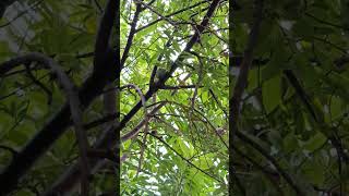 Download lagu Yellow-Rumped Flycatcher: Nature's Sunshine Bird#shorts #viral#youtubeshorts #trending#short#video mp3 Download lagu Yellow-Rumped Flycatcher: Nature's Sunshine Bird#shorts #viral#youtubeshorts #trending#short#video mp3