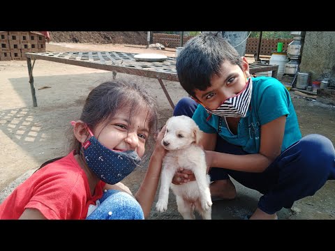 Finally-Our New Family Member😍 Want to Adopt A puppy😍?