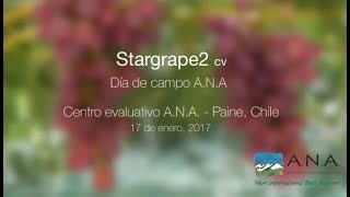 Día de Campo Stargrape2 cv. Paine - 2017 01 17