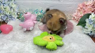 ハーフ犬の動画01