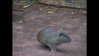 Wild Guinea Pigs (Cavia aperea)