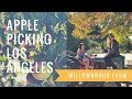 Apple Picking Adventures in Los Angeles, California-- Willowbrook Farm