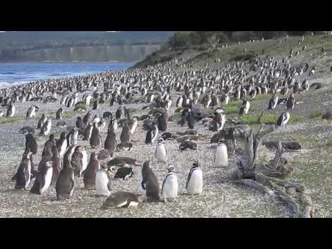 Pinguine auf den Islas de Tierra del Fuego
