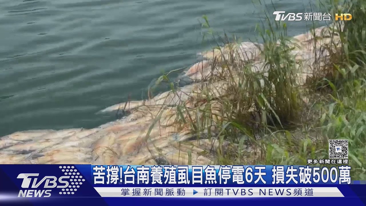 養殖虱目魚停電6天「損失破500萬」 東石烤蚵街維持原價