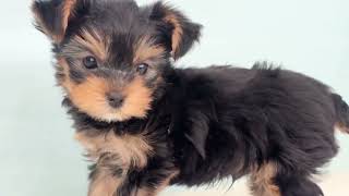 ヨークシャーテリアの動画01