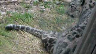 Baby Snow Leopard Cub Playing 2
