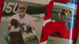 Missing pilot was helping to rescue dogs
