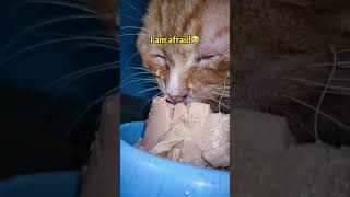 Download lagu Jutaan orang menangis melihat video ini.|| kucing kelaparan 😭😭 #shorts mp3 Download lagu Jutaan orang menangis melihat video ini.|| kucing kelaparan 😭😭 #shorts mp3