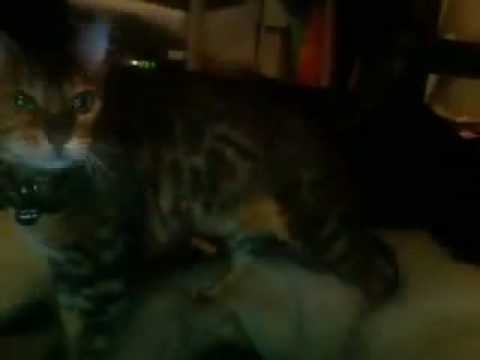 dexter the bengal on speed