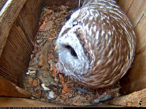 Morning Hooting Duet on the Wild Birds Unlimited Barred Owl Cam, April 14, 2017