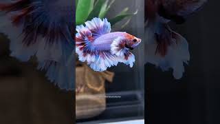Download lagu Rose Betta Fish: So Beautiful They Make Other Fish Jealous! 🌹🐟 mp3