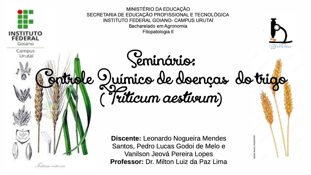Seminário controle químico de doenças do trigo – Fitopatologia II