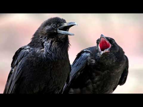 Medicine Crow - Native American Music, Shamanic Music