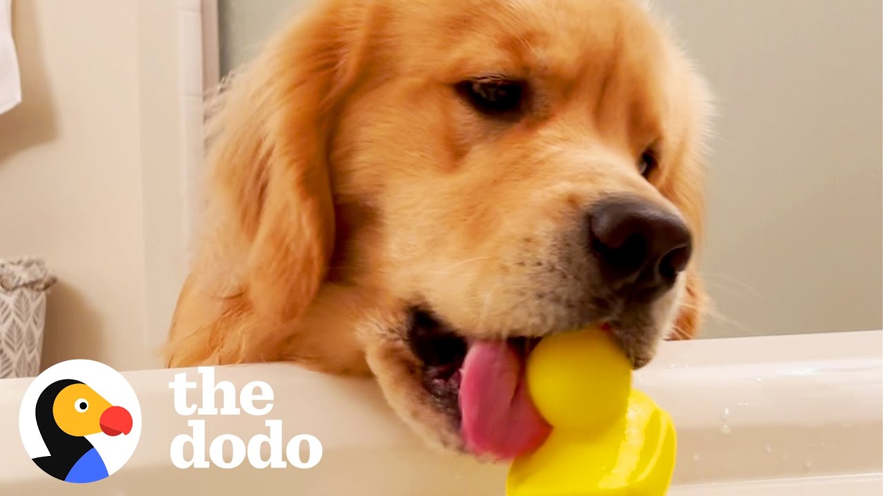 Dog Won't Stop Dropping Objects Into His Mom's Bath | The Dodo