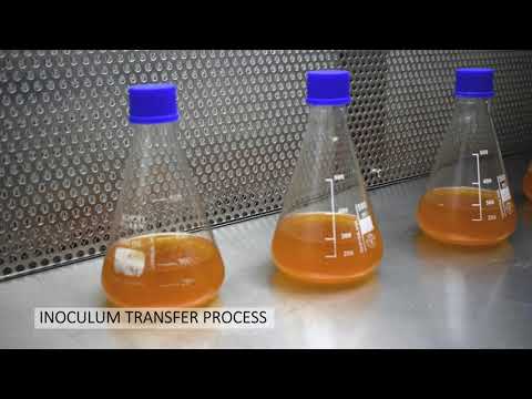 In-House Probiotic API Manufacturing