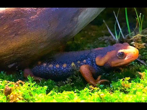 Tylototriton verrucosus — krokodílí mlok z Himalájí