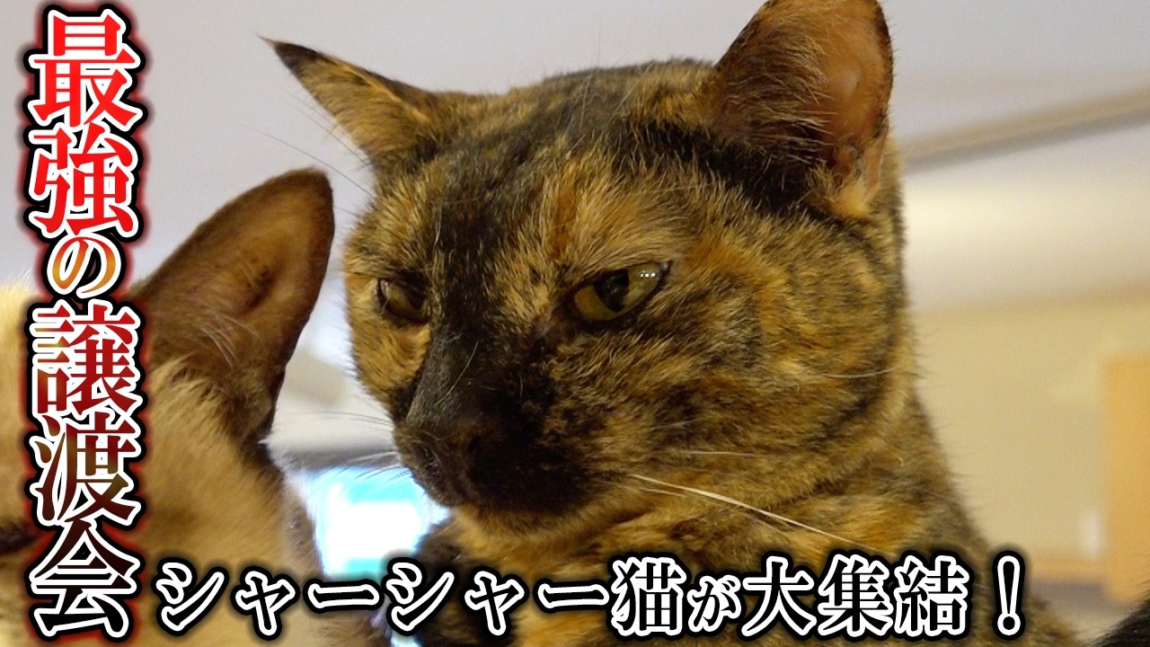 猫好き上級者が集う!「シャーシャー猫だらけの譲渡会」とは?