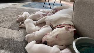 Mata Dogo Argentino napping with her puppies