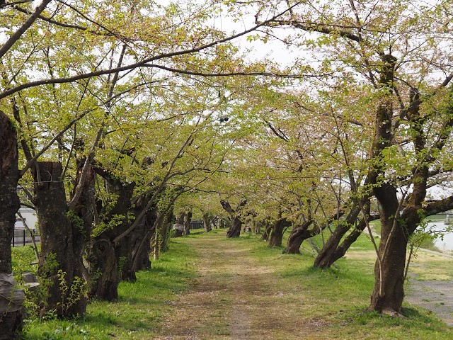 2026年【角館の桜】開花状況　4月22日