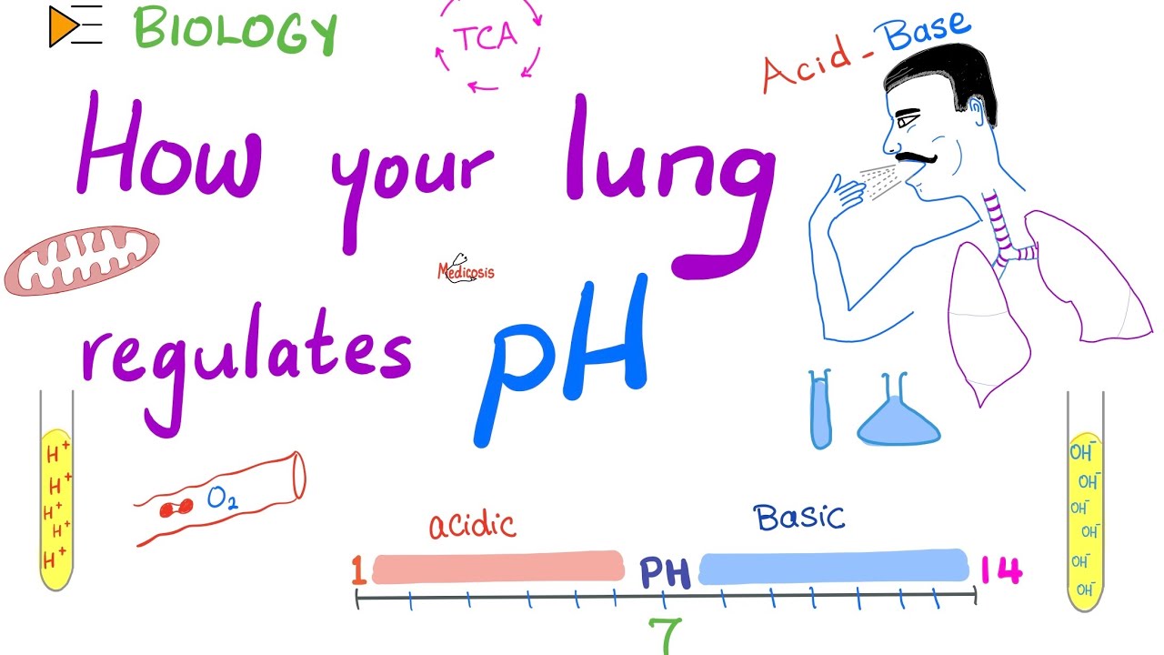 Respiratory Acidosis and Alkalosis - pH - ABG - Respiratory System - Physiology and Chemistry