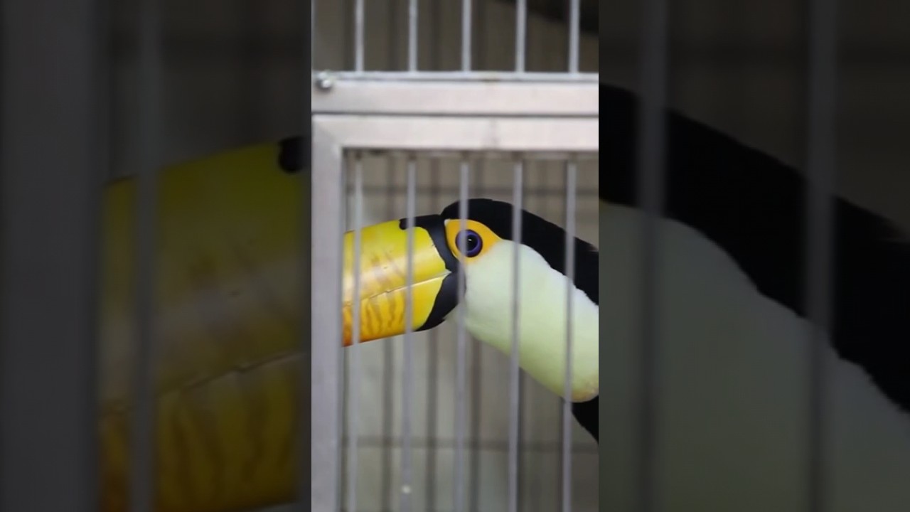 YouTube Short thumbnail