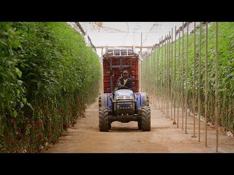 , title : 'Marokkói mezőgazdaság: zöldülőben'