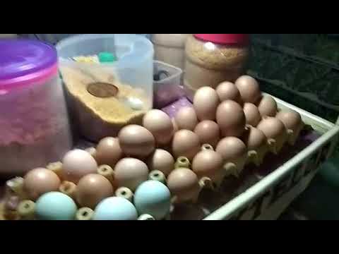 Kerak Telor Khas Tasikmalaya Yang Enak Depan Masjid Agung