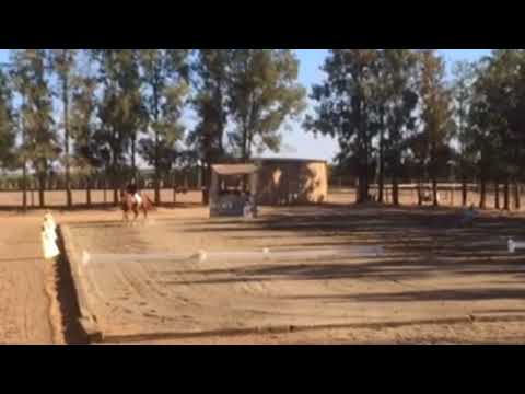 Stadium and Dressage, WSS, 10/1