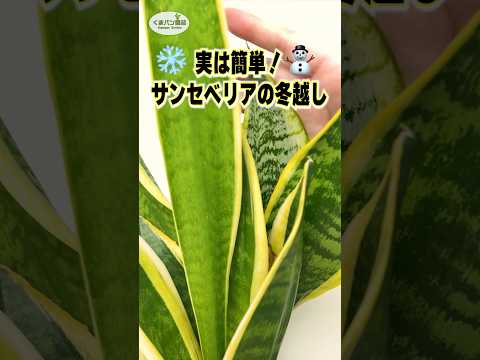 植物を暖めるのに適した冬のベールは何ですか?リーダーに従う ！  庭園