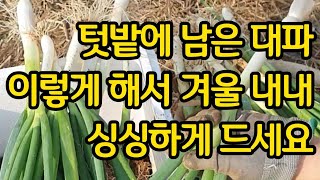 텃밭에 남은 대파 이렇게 해서 겨울 내내 싱싱하게 드세요