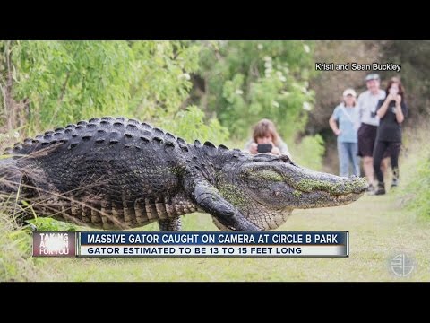 Only in Florida: Video of HUGE gator in Lakeland goes viral