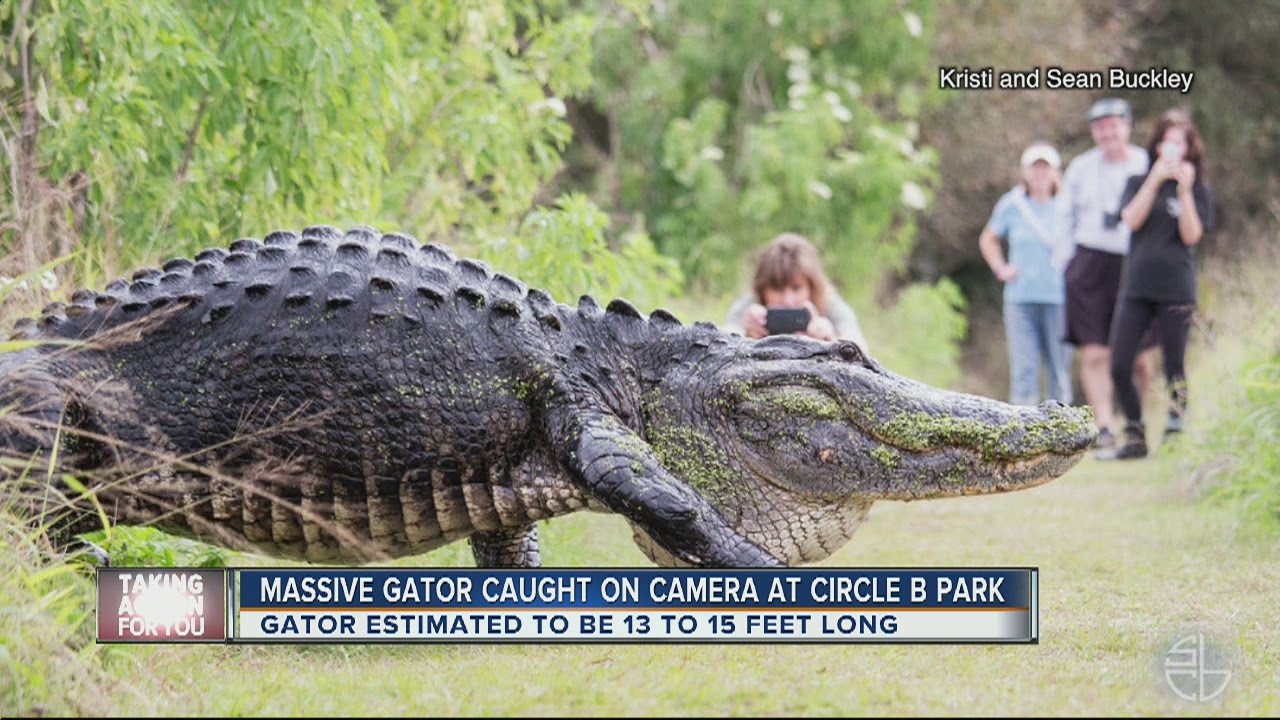 Only in Florida: Video of HUGE gator in Lakeland goes viral thumnail